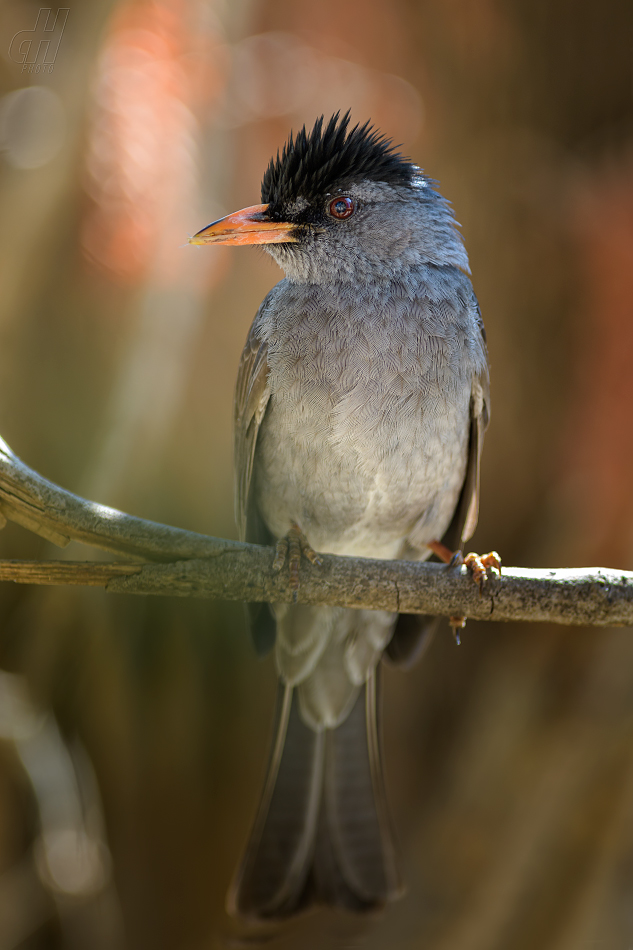 bulbulčík ostrovní - Hypsipetes madagascariensis