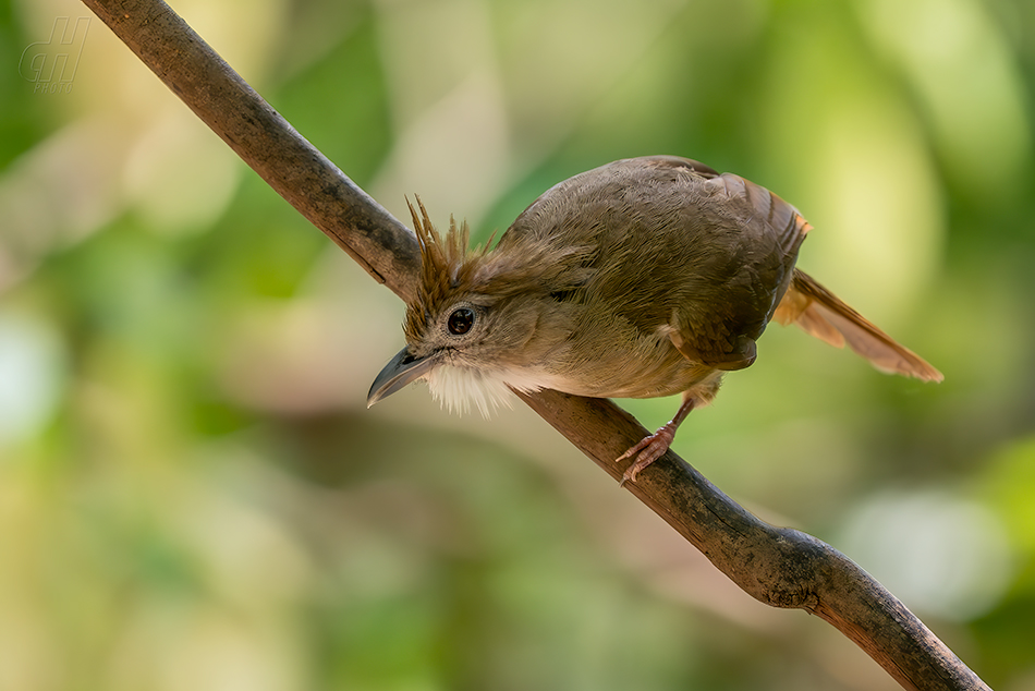 bulbulec okrový - Alophoixus ochraceus