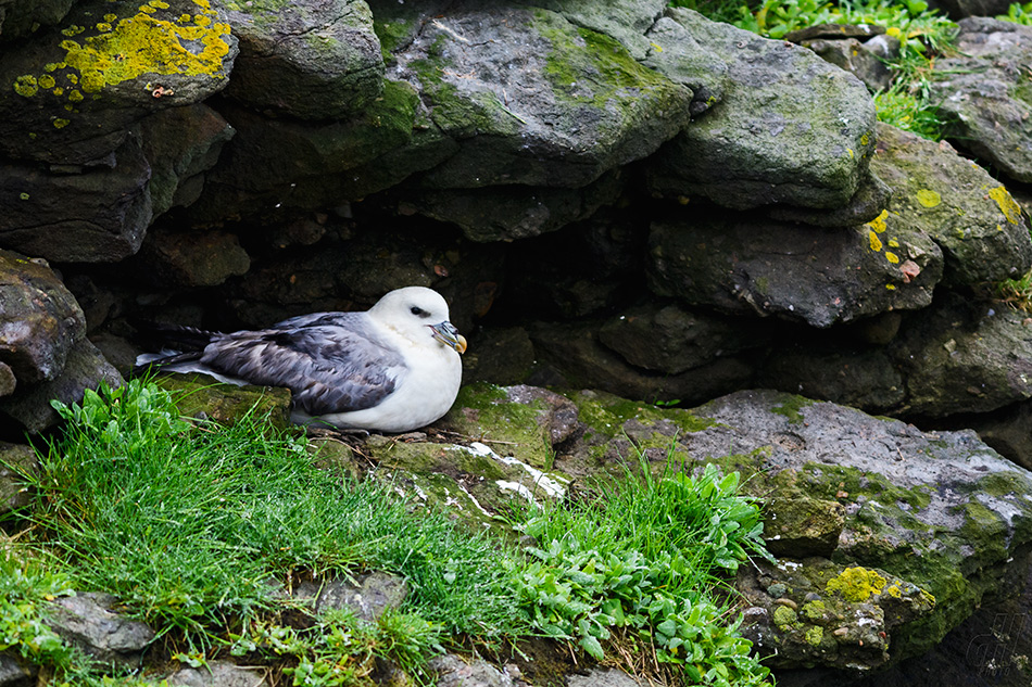 buřňák lední - Fulmarus glacialis