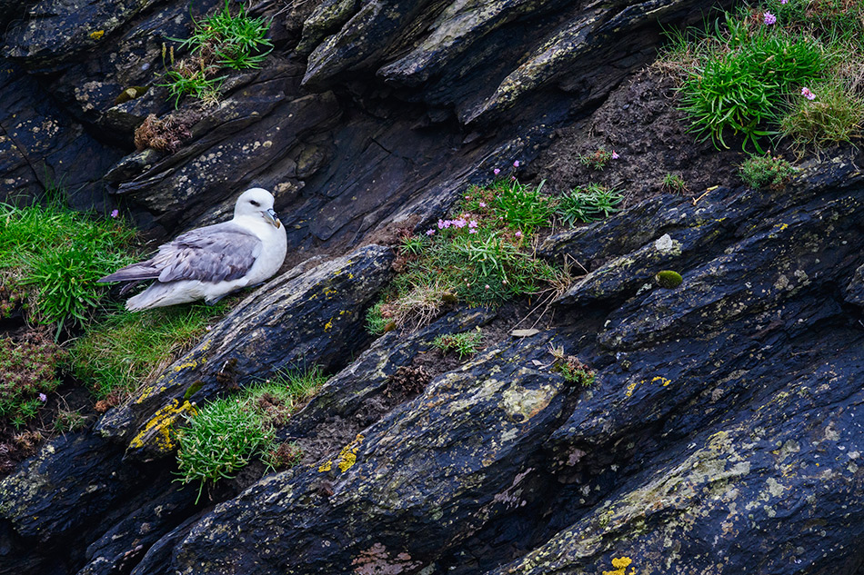buřňák lední - Fulmarus glacialis