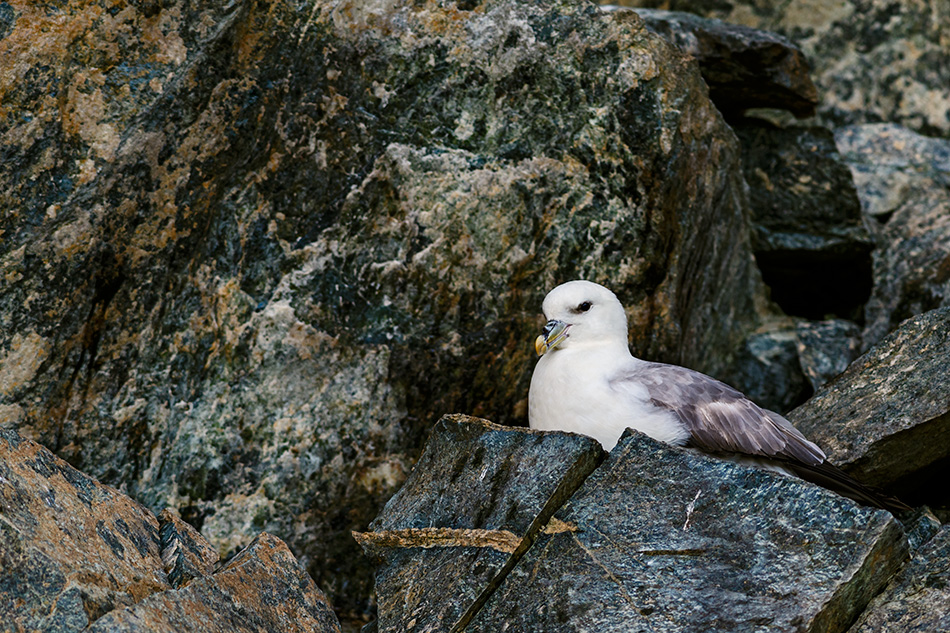 buřňák lední - Fulmarus glacialis