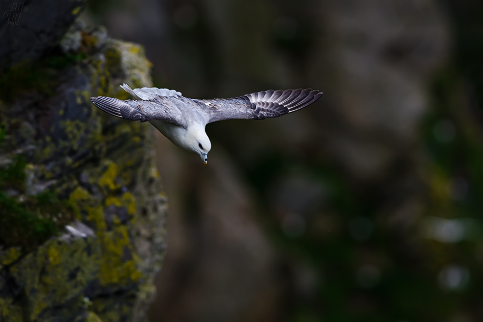 buřňák lední - Fulmarus glacialis