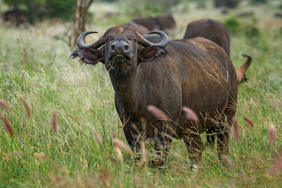 buvol africký - Syncerus caffer