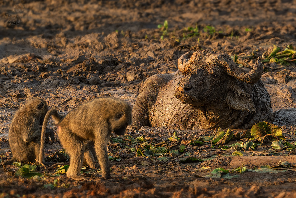 buvol africký - Syncerus caffer