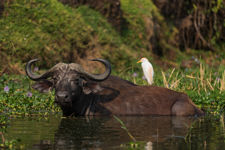 buvol africký - Syncerus caffer