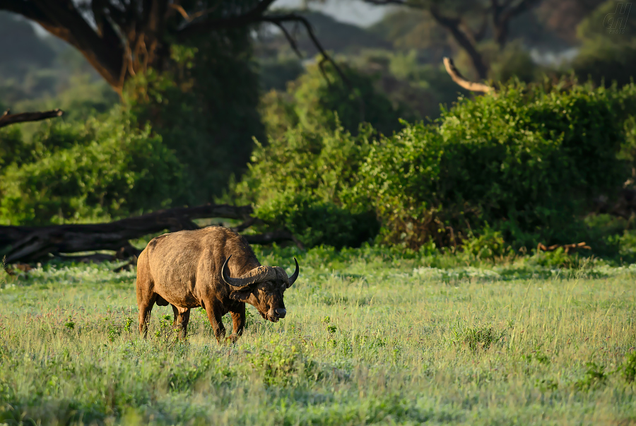 buvol africký - Syncerus caffer