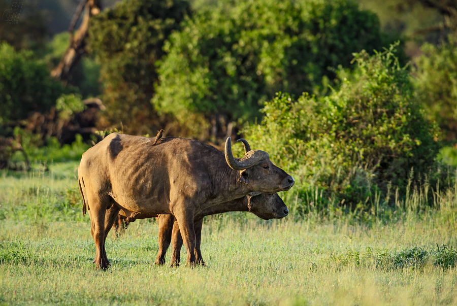 buvol africký - Syncerus caffer