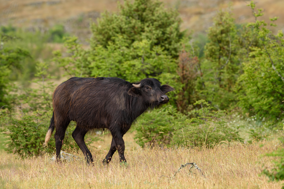 buvol domácí - Bubalus arnee f. bubalis