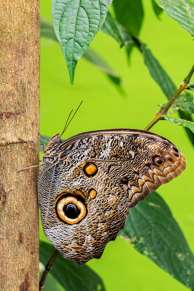 Caligo eurilochus