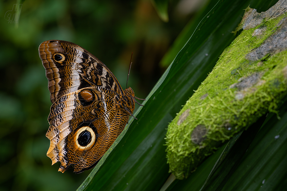 Caligo memnon