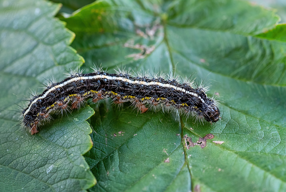 Callindra principalis