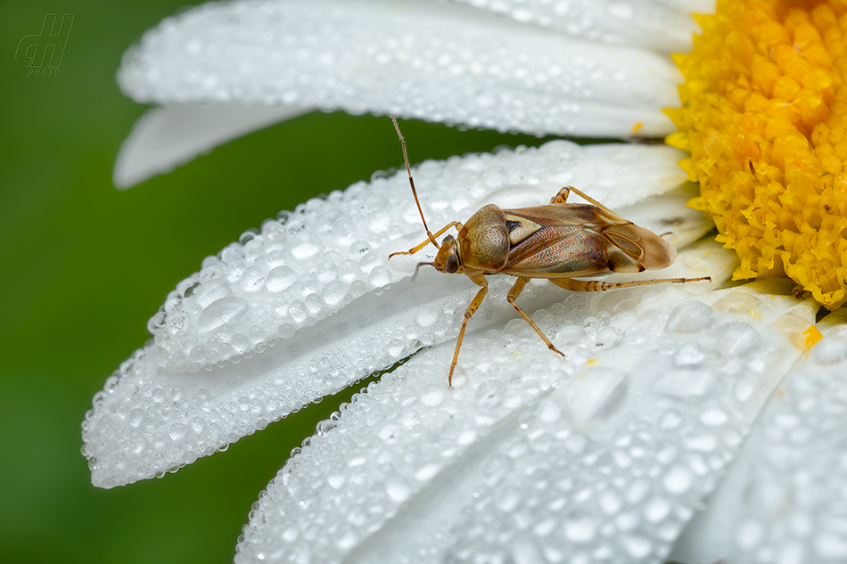 Calocoris roseomaculatus