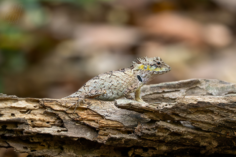 Calotes bachae