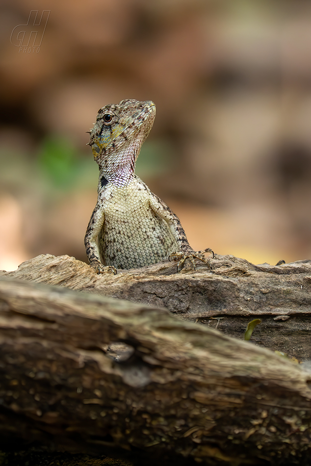Calotes bachae