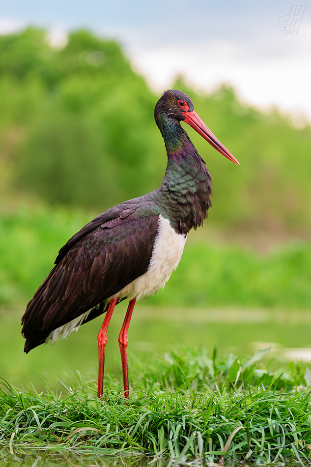 čáp černý - Ciconia nigra