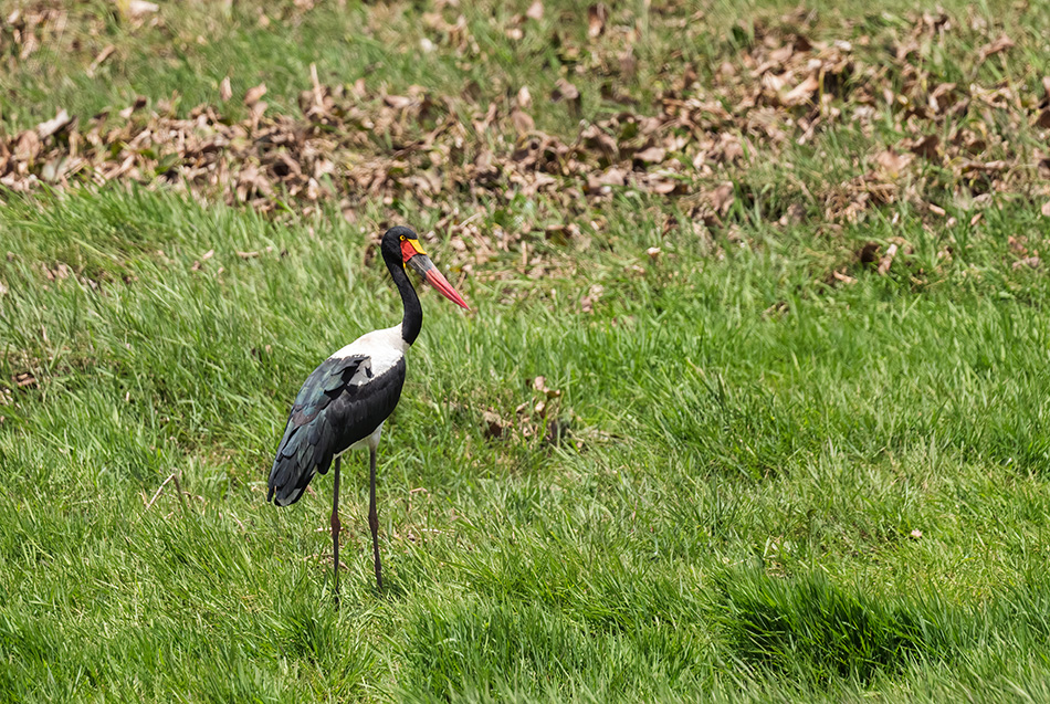 čáp sedlatý - Ephippiorhynchus senegalensis