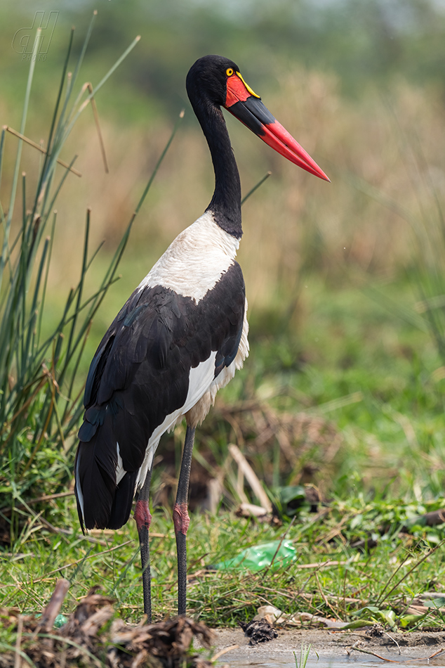 čáp sedlatý - Ephippiorhynchus senegalensis