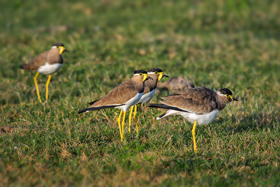 čejka indická - Vanellus malabaricus