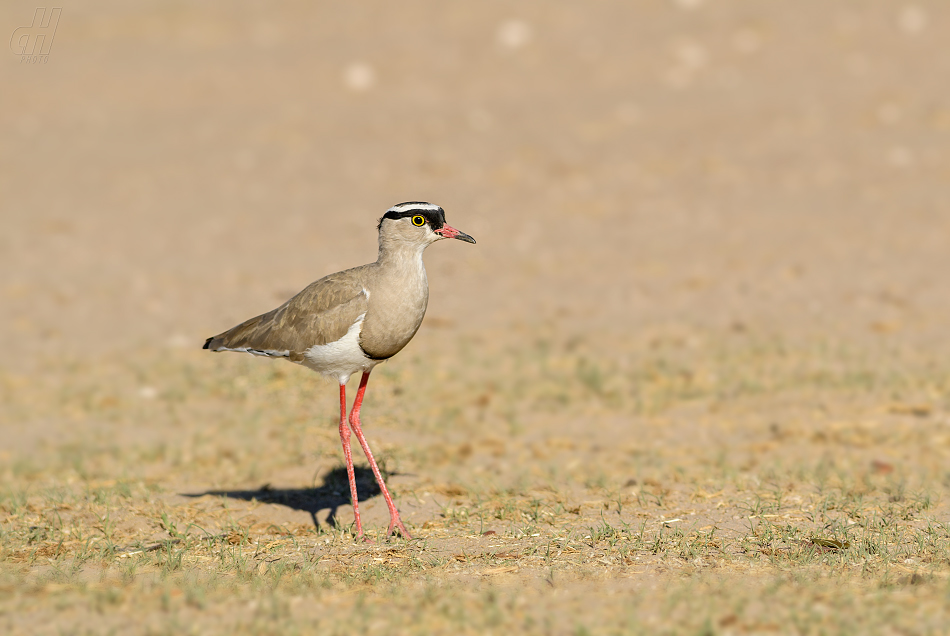 čejka korunkatá - Vanellus coronatus