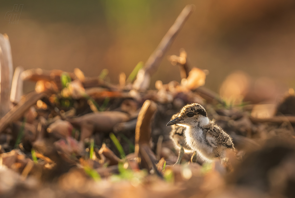 čejka trnitá - Vanellus spinosus