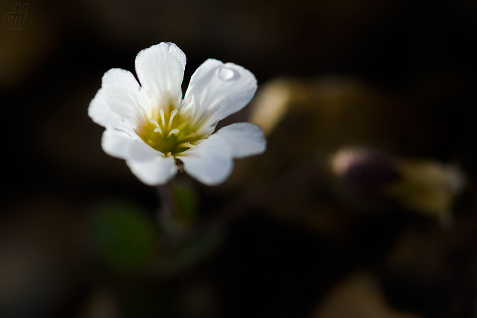 Cerastium nigrescens