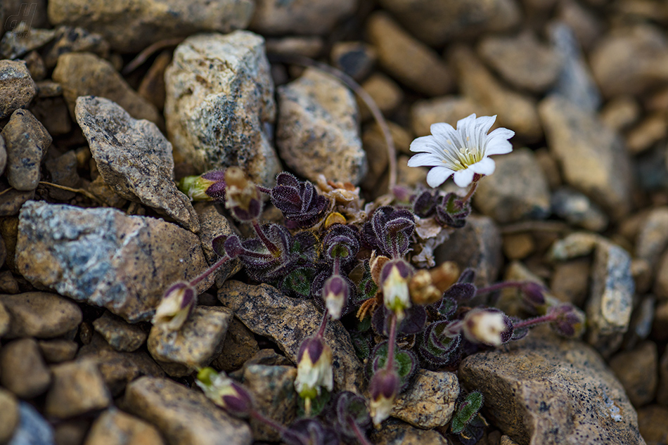 Cerastium nigrescens