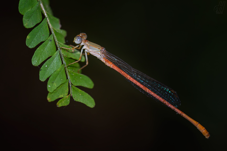 Ceriagrion auritum