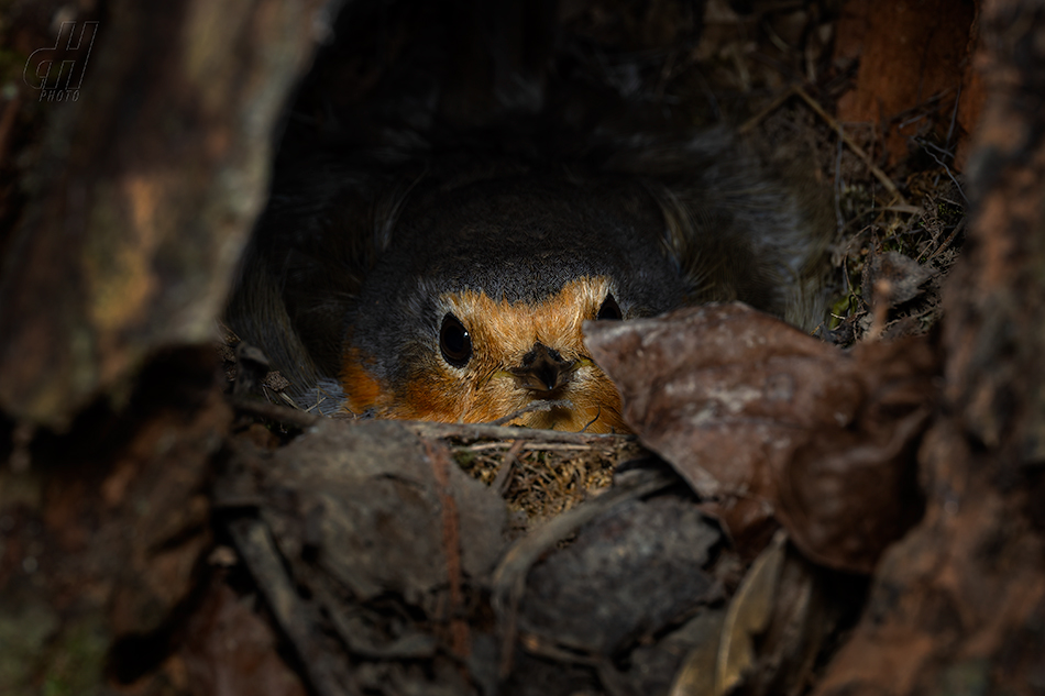 červenka obecná - Erithacus rubecula