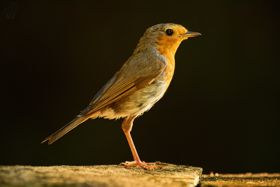červenka obecná - Erithacus rubecula