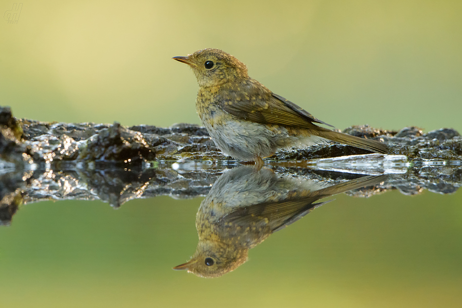 červenka obecná - Erithacus rubecula