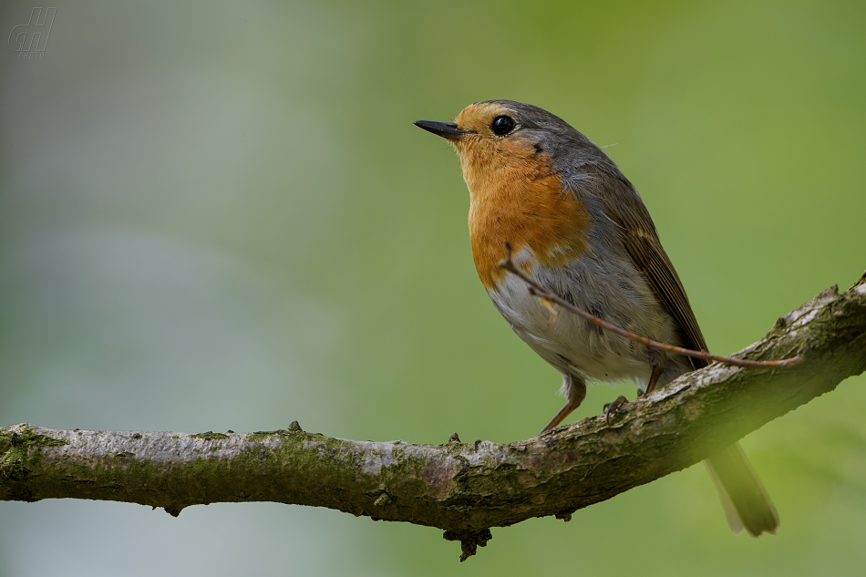 červenka obecná - Erithacus rubecula