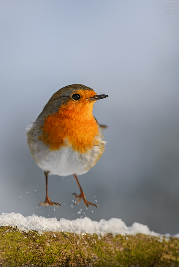 červenka obecná - Erithacus rubecula