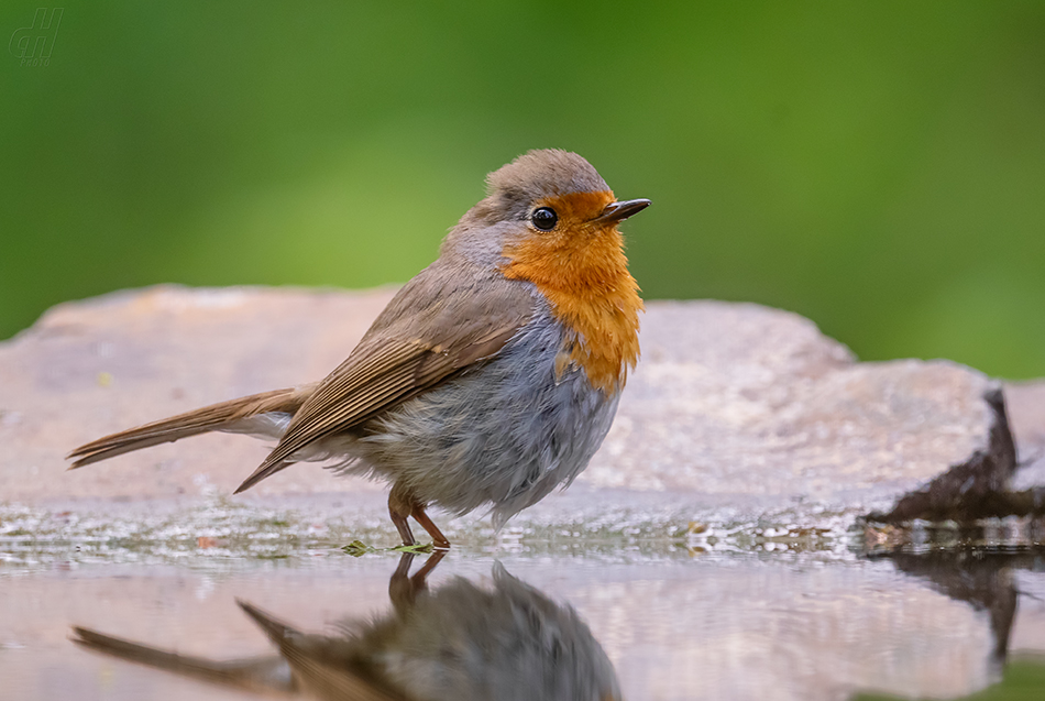 červenka obecná - Erithacus rubecula