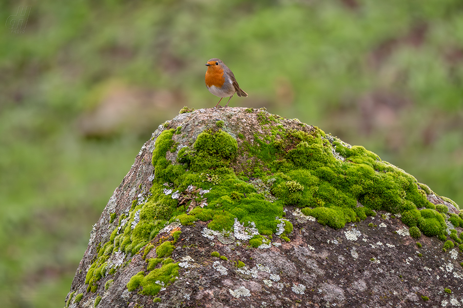červenka obecná - Erithacus rubecula