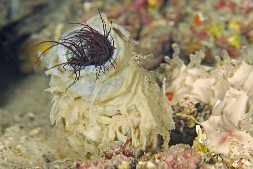 červnatec sasankový - Cerianthus membranaceus