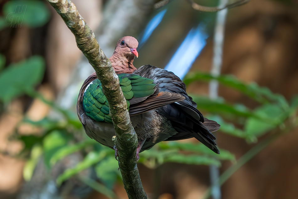 Chalcophaps longirostris