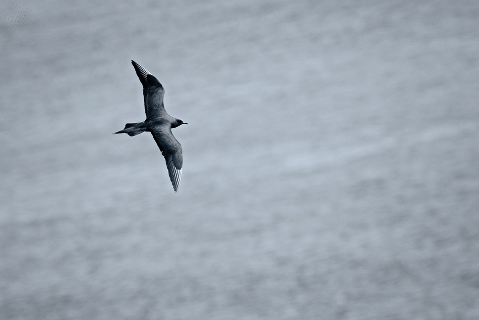 chaluha příživná - Stercorarius parasiticus