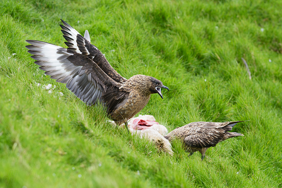 chaluha velká - Catharacta skua