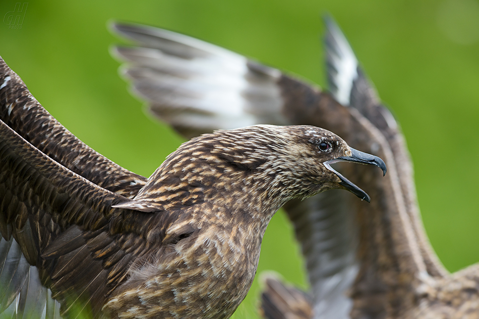 chaluha velká - Catharacta skuag