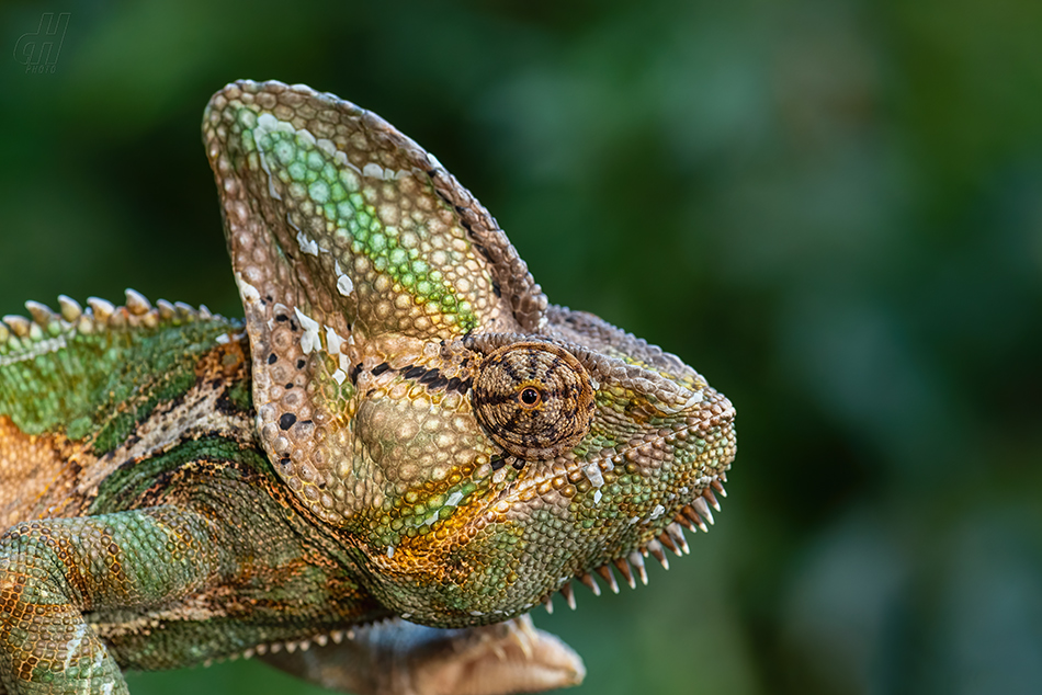 chameleon jemenský - Chamaeleo calyptratus