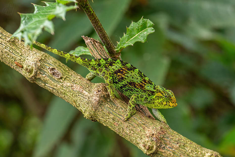 chameleon Johnstonův - Trioceros johnstoni