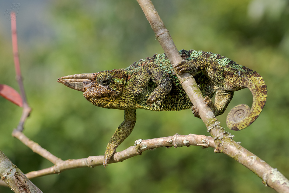 chameleon Johnstonův - Trioceros johnstoni