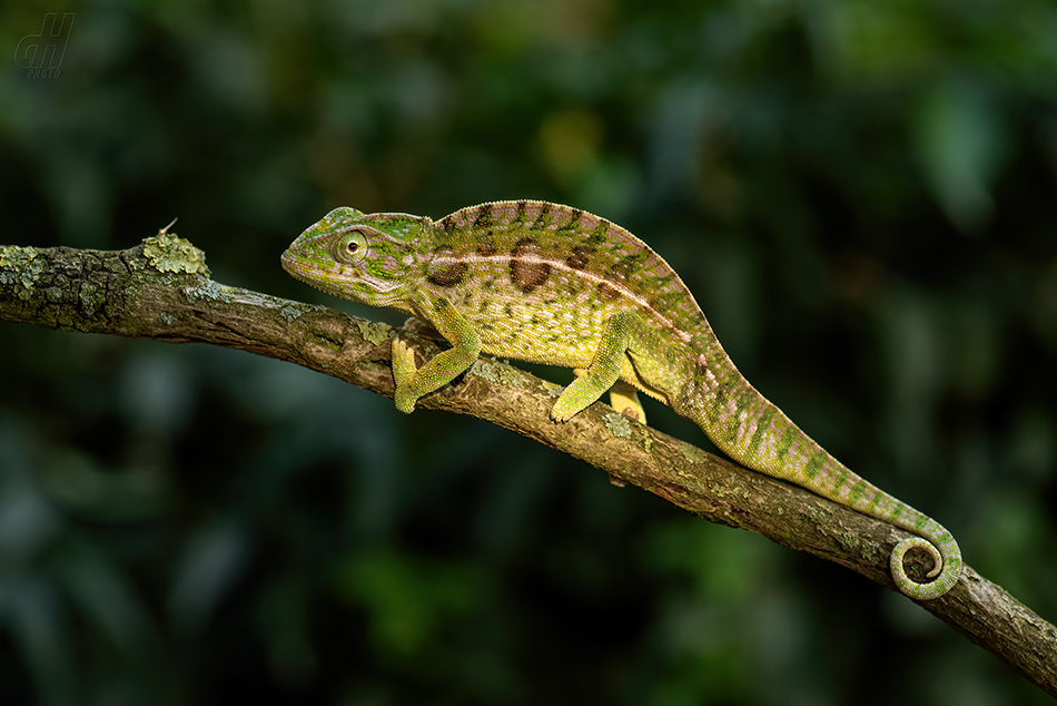 chameleon kobercový - Furcifer lateralis 