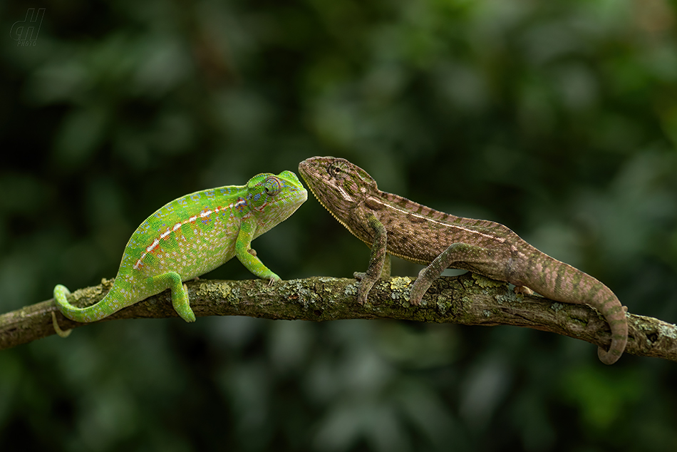chameleon kobercový - Furcifer lateralis 
