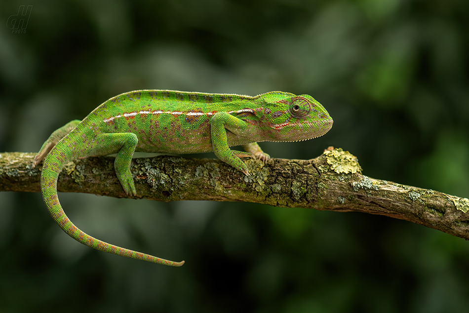 chameleon kobercový - Furcifer lateralis 