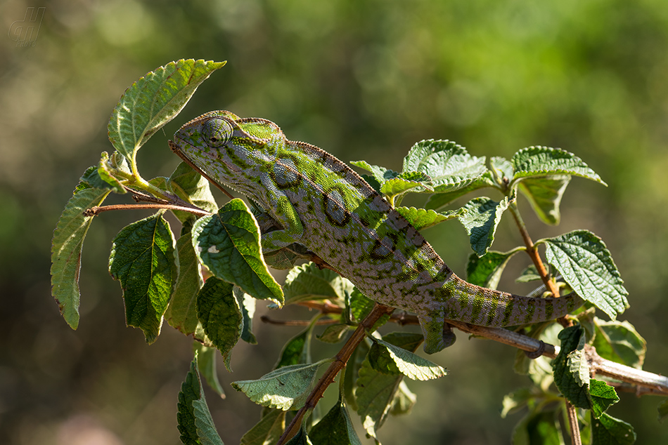 chameleon kobercový - Furcifer lateralis 