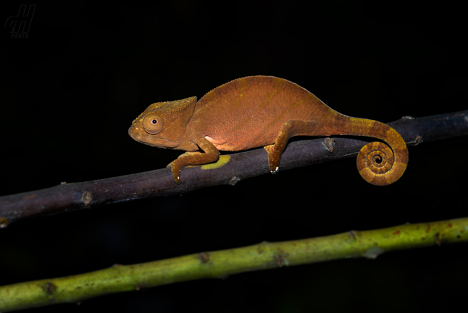 chameleon krátkorohý - Calumma brevicorne