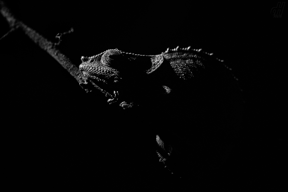 chameleon krátkorohý - Calumma brevicorne