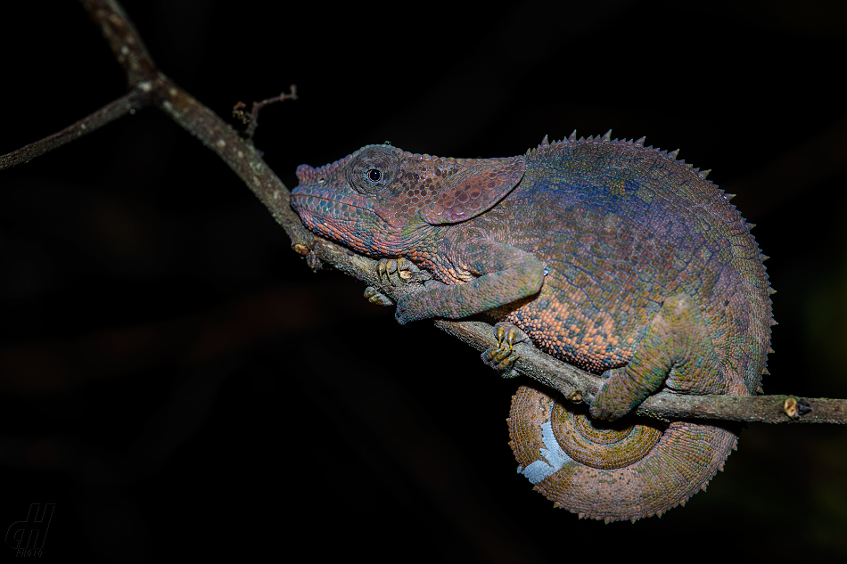 chameleon krátkorohý - Calumma brevicorne