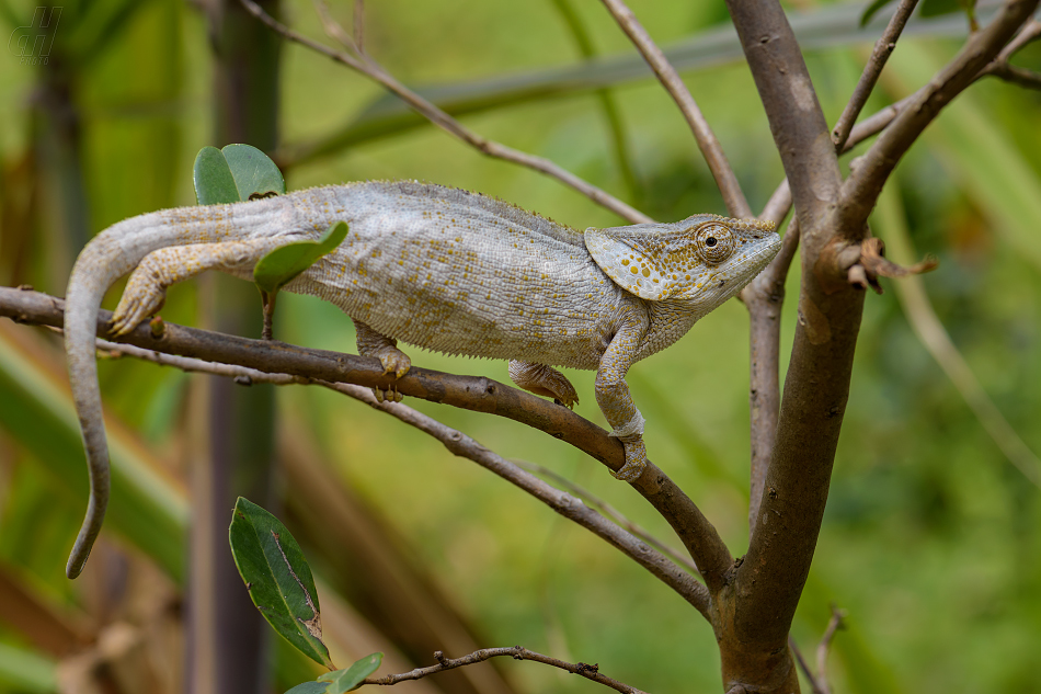 chameleon krátkorohý - Calumma brevicorne